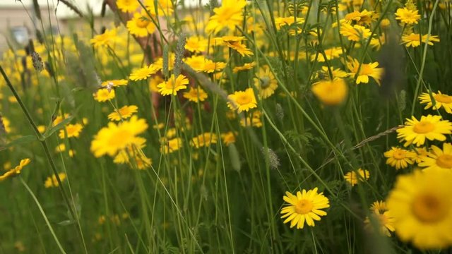 A close-up shot of a woman running her hand through meadow with Cota tinctoria and field grasses on a summer day.