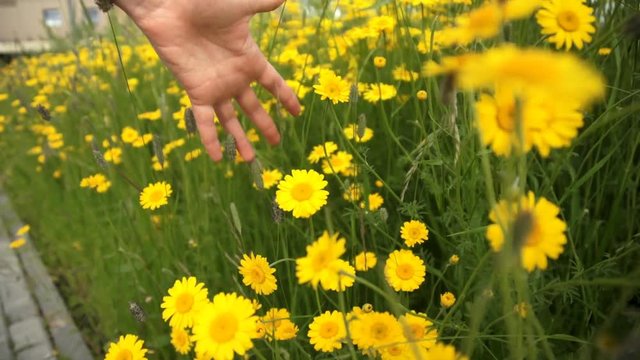 A close-up shot of a woman running her hand through meadow with yellow camomiles and field grasses on a summer day