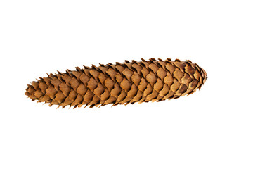 Cones of spruce on a white background