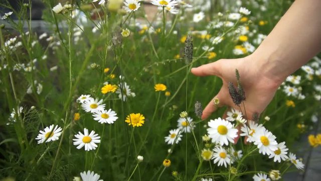 A close-up shot of a woman running her hand through meadow with camomiles and field grasses on a summer day