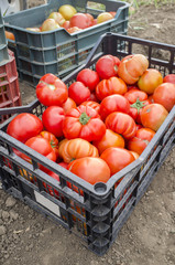 Tomatoes just collected at local farm. Sustainable agriculture