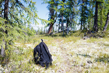 Backpack in the taiga forest