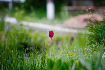 Beautiful red tulip