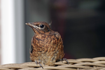 Ästlinge heißen die jungen Vögel nach verlassen ihres Nestes