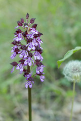 tourisme dans le Lubéron