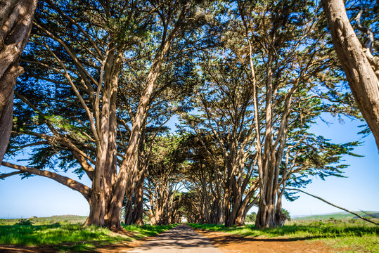 cypres tree tunnel at point reyes  national seashore
