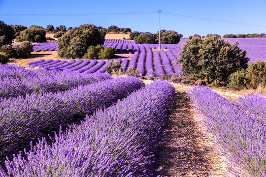 Lavender flower field