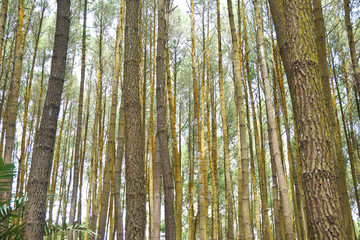 Fototapeta na wymiar Pine forests, hutan pinus, location in the mangunan, yogyakarta, indonesia