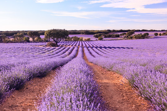 Lavender flower field