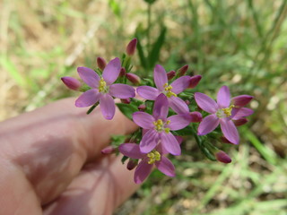 Fiore
