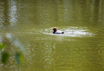 Eurasian wigeon on water