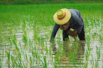Farmers transplanting rice seedlings.