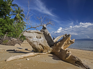 Driftwood on the beach, Schwemmholz am tropischen Strand