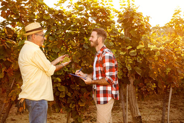 smiling vintner inspecting vine in vineyard.