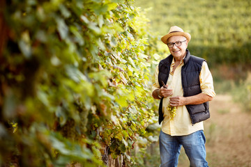 smiling man picking mature grapes on vineyard.