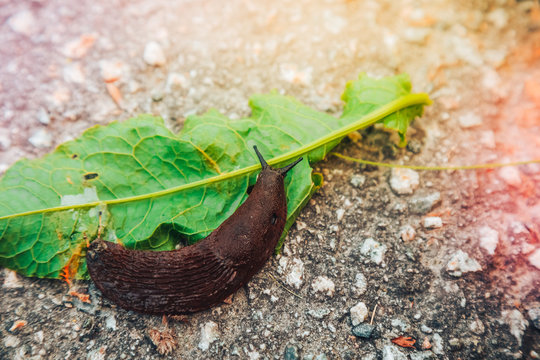 Snaile without a shell on the dirt-track in macro close-up blurred background