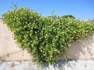 honeysuckle on wall