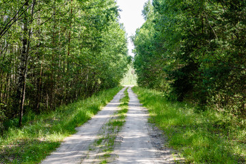 Fototapeta premium romantic gravel road in green tree forest