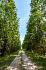 Fototapeta na wymiar romantic gravel road in green tree forest