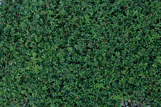 Low shrub with creeping branches. Decorative plant, cotoneaster dammeri, leaves pattern background.
