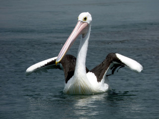 Australian pelican