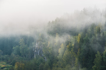 misty dawn in the national park deer streams