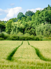 Fototapeta na wymiar tractor tracks in crop field