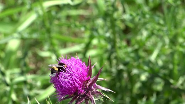 bumble bee at work on an alpine sow-thistle  while pollinating, slow motion graded clip