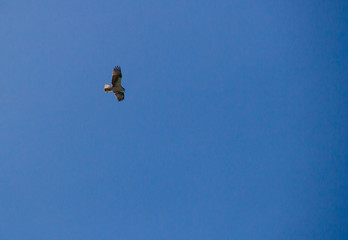 Ave en el cielo