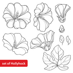 Vector set with Alcea rosea or Hollyhock flower, bud and leaf in black isolated on white background. Floral elements in contour style with ornate Hollyhock for summer design and coloring book.