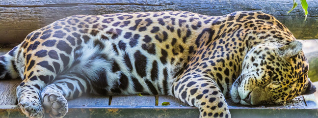 Onça-pintada dormindo. © JCLobo