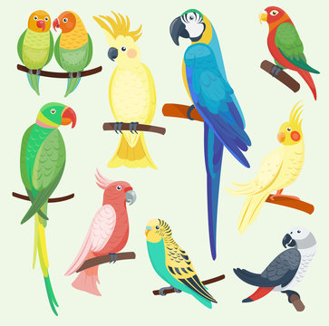Cartoon exotic parrots set vector illustration wild animal birds zoo tropical fauna ara isolated