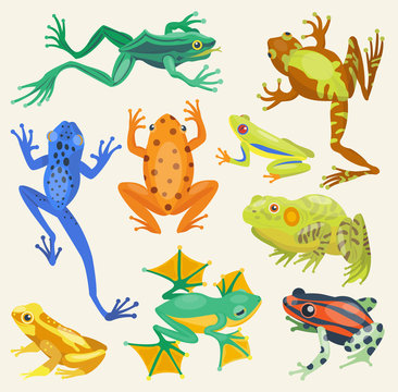 Frog cartoon tropical animals vector illustration isolated nature