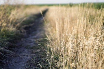 Mature wheat on the field. Spikelets of wheat. Harvest of grain. The path between the spikelets of wheat.