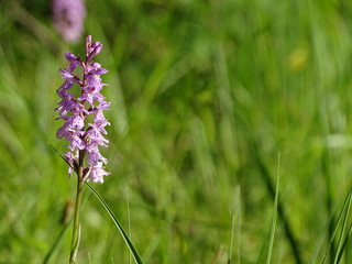 Orchidee in den Alpen