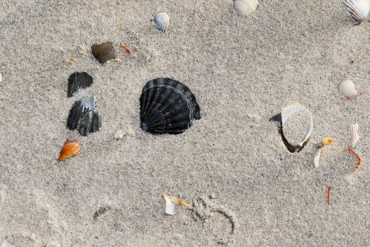 Seashells on sand beach at hot sun summer day