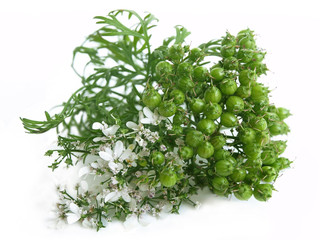Coriander (Coriandrum sativum)