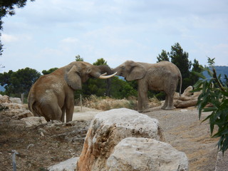 éléphants d'Afrique