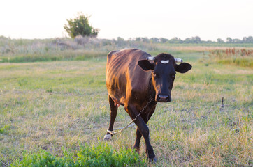 A brown cow in a meadow, cattle, free space.