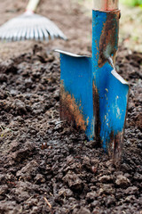 
  Shovel  in the soil, in the vegetable garden, man loosens dirt in the farmland, agriculture and tough work concept
