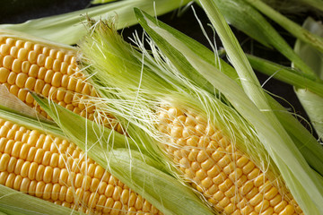 freshly healthy harvested corn close up. © luckybusiness