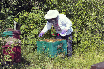 A man works in an apiary collecting bee honey 