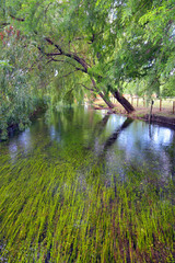 Little isle with willow on the Fonti del Clitunno lake in Umbria.