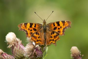 A Comma Butterfly, Polygonia c-album, on a thistle flower.