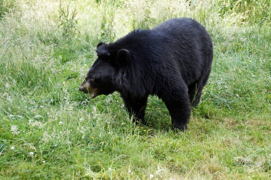 Kragenb&auml;r (Ursus thibetanus)