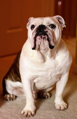 Bulldog