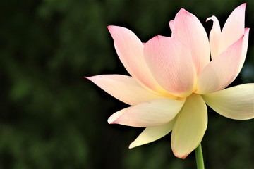 Fototapeta premium Lotus flower in full bloom. Lotus close up on dark blurry background. National flower of Vietnam and India. Symbol of purity, optimism and rebirth. Kenilworth Aquatic Gardens