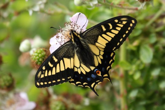 Oregon Swallowtail Butterfly (Papilio oregonius)