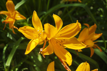 Yellow lilies with orange shadows on a background of green grass, close-up
