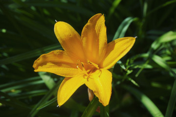 Single yellow lilie with orange shadows on a background of green grass, close-up